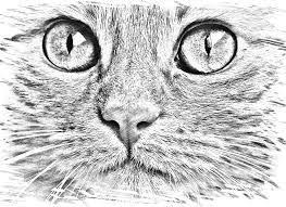 Black And White Cat Drawing Face Image Result For How To Draw A Cat Cat Face Drawing Face Drawing Cat Drawing