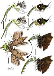Image result for Habenaria epipactidea