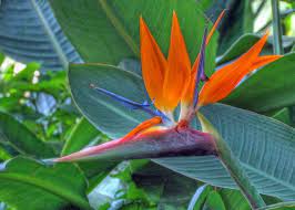 Bird Of Paradise Flower By Njchow82 Via Flickr Birds Of Paradise Flower Birds Of Paradise Plant Birds Of Paradise