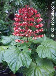 Image result for Clerodendrum fuscum