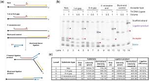 In biochemistry, a ligase is an enzyme that can catalyze the joining of two large molecules by forming a new chemical bond, usually with. T4 Dna Ligase Enzymatics Bioz Ratings For Life Science Research