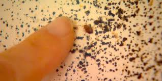 Find up to four pest control pros. How To Get Rid Of Bed Bugs Loadup