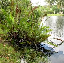 Image result for Acrostichum