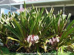 We did not find results for: Crinum Lily