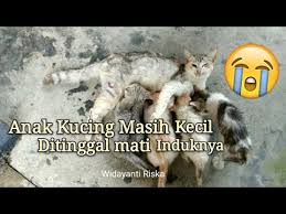 Berikan makanan tambahan dengan porsi yang tidak terlalu banyak. Sedih Lihat Anak Kucing Ditinggal Mati Oleh Induknya Youtube