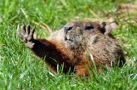 But as long as the led indicator lights up, your repellent is working. Ground Hog Control Products Nixalite