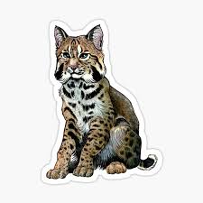 Cute drawing of a cat. Scientific Stickers Redbubble