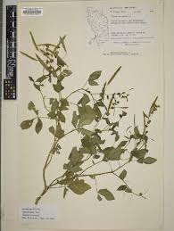 Image result for Cleome aculeata