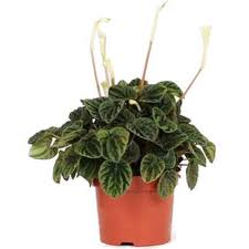 Peperomia (radiator plant) is one of the two large genera of the family piperaceae. Peperomia Caperata Lilian Zimmerpflanzen Pflanzen Kaufen Online Matelma Com