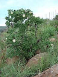 Image result for Protea gaguedi
