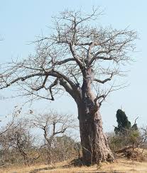 Image result for Adansonia digitata
