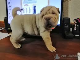 Finding the right miniature shar pei puppy can be dog gone hard work. Shar Pei For Sale In The City Of Zaporizhia Ukraine Price 440 Announcement 8576