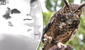 An owl can only lift around its own body weight. Dog Saved From Owl Attack Thanks To Owner S Quick Thinking Nature News Express Co Uk