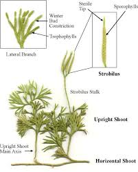 Image result for Lycopodiaceae