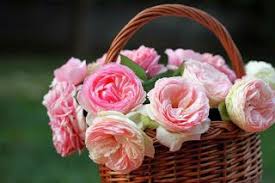 ورد ابيض وروز جميل vertical garden diy vertical garden design vertical garden