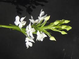 Image result for Habenaria clavata