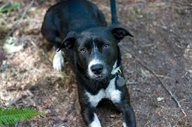 Maybe you would like to learn more about one of these? Coffee Our Border Collie Pit Mix She Loves Camping Augu Flickr