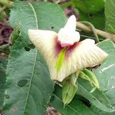 Image result for Centrosema