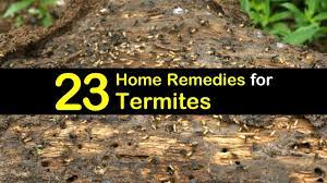 How to treat carpenter ant bites. 23 Simple Remedies For Termites