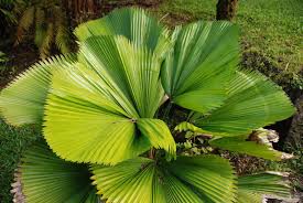 Image result for Licuala grandis