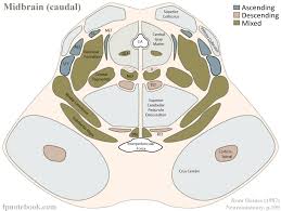 Image result for Midbrain