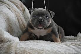 HOW MUCH DOES AN AMERICAN BULLY COST? | by VENOMLINE POCKET BULLY'S |  Venomline | Medium