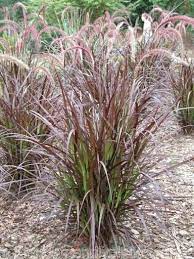 All Posts Tagged Ornamental Grass Red Fountain Grass Plants Ornamental Grasses