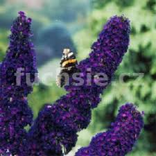 Image result for Komule empire blue