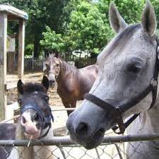 We welcome pets in our pet designated rooms. Top Petting Zoos For Hire W Reviews In Port St Lucie Fl