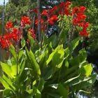Plants with green leaves and red stems / veining. Canna Bulbs Red Jumbo Plants Tall Plants Lot Of 5 Green Leaf Lily Rhizomes Ebay Canna Bulbs Organic Plants Plants