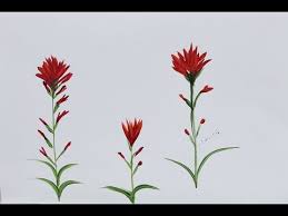 Native americans of the pacific northwest use lines of varied width in their formline designs. imitate the style in this art lesson for kids. Paint Indian Paintbrush One Stroke At A Time Youtube