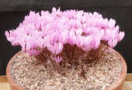 Später auch das grobe härene gewand der einsiedler. Cyclamen Cilicium Cyclamen Society