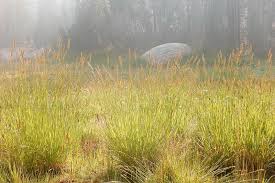 Image result for Oryzidium barnardii