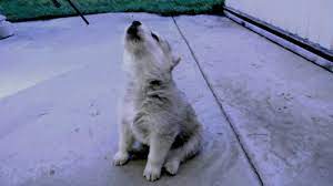 Why Do Dogs Howl Is It Nature Nurture Or Something Else