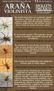 El veneno dañó sus tejidos, riñones, pulmones y el corazón. Infografias En Castellano Aranas Animales Animales Venenosos