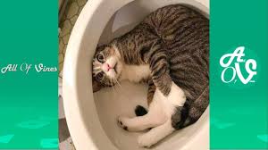 Try Not To Laugh Watching Funny Animals Funny Animal Vines Funny Animal Videos Funny Animals