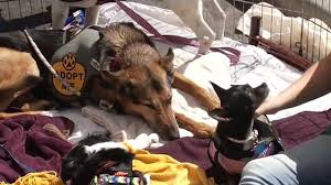 Visit petsmart's everyday dog or cat adoption centers or, at select locations, adopt a variety of small pets or reptiles. Dozens Of Animal Shelters In The Bay Area Offer Free Pet Adoptions For Maddie S Pet Adoption Days Abc7 San Francisco