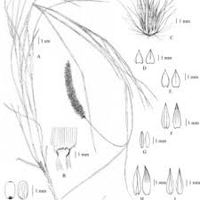 Image result for Anthephora pungens