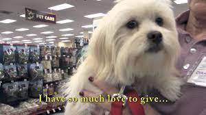 Check spelling or type a new query. Rex Lhasa Maltese Mix 10 Months Male 11 Lbs Youtube