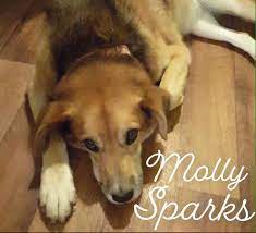 Pet euthanasia services near me. Euthanasia Services Animal Health Center Of Rolla