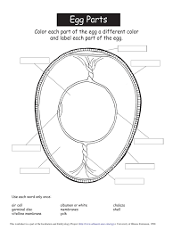 This chicken egg development set includes a poster, center, and student cut & paste for both the parts of an egg and the development of a chicken egg. Eggparts Pdf