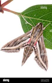 Image result for Hippotion celerio