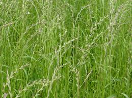 Image result for Lolium multiflorum