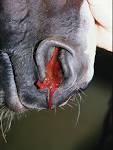 Nasenbluten - Cavallo