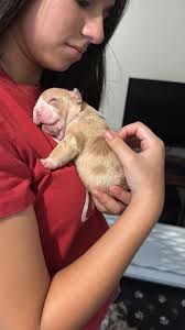 Local source for Lard to use in cooking? We are in Lenexa.