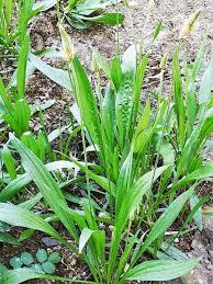 Image result for Plantago palmata