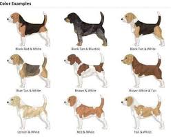 Full Grown Black And Brown Beagle Pin By Frem Lim On Dogs Valentines Day Coloring Page Animal Coloring Books Dogs