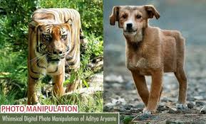 40 very funny photoshopped animal pictures and images. Photoshop Manipulation Works By Aditya Aryanto Funny Animal Cubism