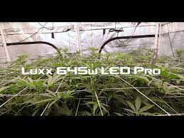 High performing grow lights in australia. Luxx 645w Led Pro Day 11 Runtz From Elev8 Genetics Youtube