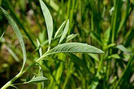 Image result for Sphenoclea zeylanica